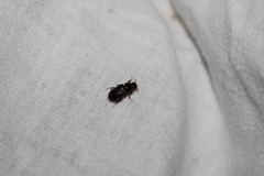 Acrossidius tasmaniae