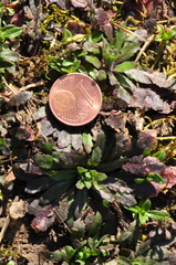 Arabidopsis thaliana