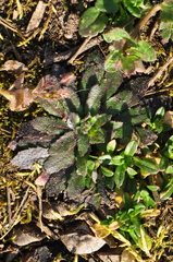 Arabidopsis thaliana