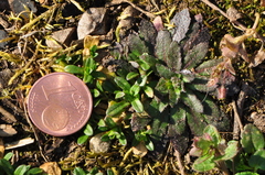 Arabidopsis thaliana