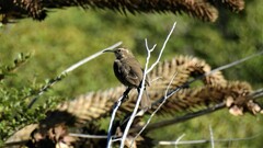 Upucerthia saturatior