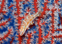 Oxycheilinus orientalis