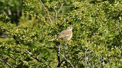 Upucerthia saturatior