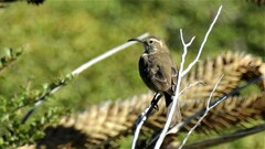 Upucerthia saturatior