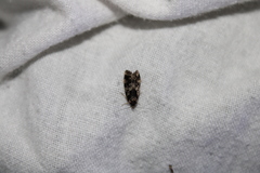 Barea confusella