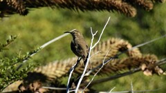 Upucerthia saturatior