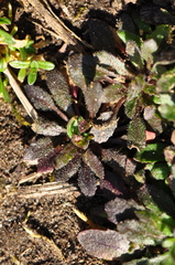 Arabidopsis thaliana