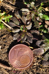 Arabidopsis thaliana