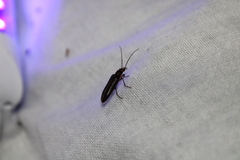 Parisopalpus macleayi