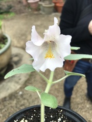 Proboscidea louisianica