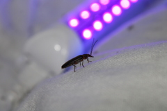 Parisopalpus macleayi