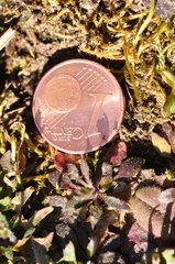 Arabidopsis thaliana