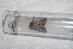 Ectopatria aspera