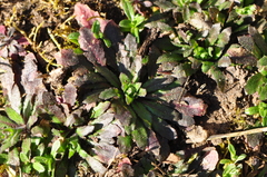 Arabidopsis thaliana