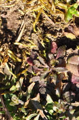 Arabidopsis thaliana