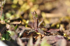 Arabidopsis thaliana