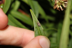 Chalepistes aequalis