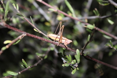 Conocephalus albescens
