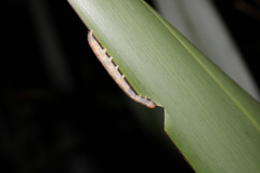 Ichneutica steropastis