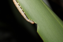 Ichneutica steropastis