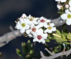 Escallonia virgata