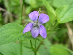 Viola nemoralis