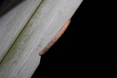 Ichneutica steropastis