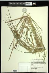 Carex sartwellii