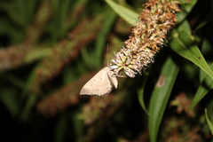 Hydriomena deltoidata