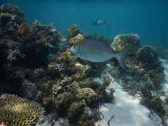 Siganus sutor