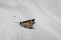 Hydriomena deltoidata