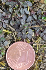 Arabidopsis thaliana