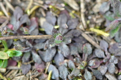 Arabidopsis thaliana