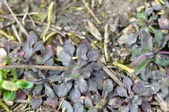 Arabidopsis thaliana