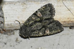 Phosphila miselioides