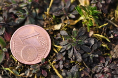 Arabidopsis thaliana