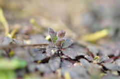 Arabidopsis thaliana