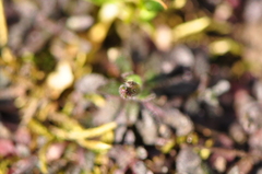 Arabidopsis thaliana