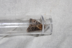 Proteuxoa sanguinipuncta