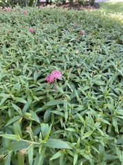 Arachnothryx leucophylla