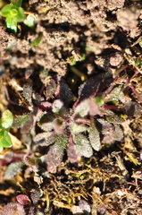 Arabidopsis thaliana