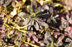 Arabidopsis thaliana