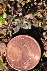 Arabidopsis thaliana