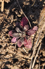 Arabidopsis thaliana