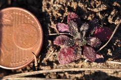 Arabidopsis thaliana