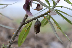 Danaus gilippus