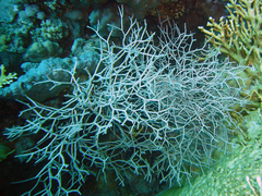 Melithaea rubrinodis