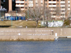 Chroicocephalus ridibundus