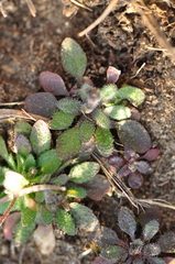 Arabidopsis thaliana