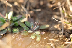 Arabidopsis thaliana